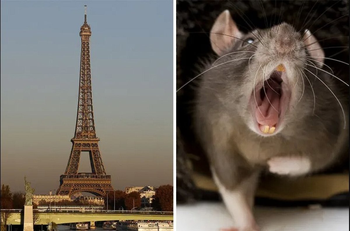 CHILLIDOS EN LA OSCURIDAD